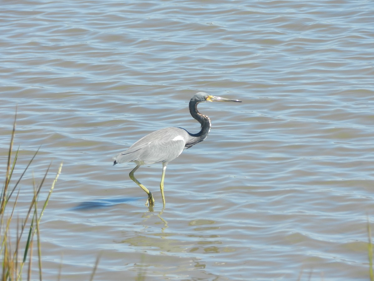 Aigrette tricolore - ML643501161