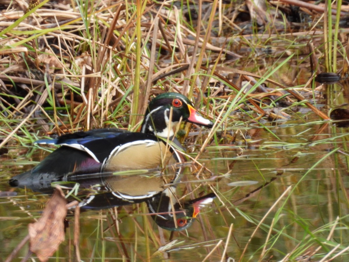 Wood Duck - ML643501163
