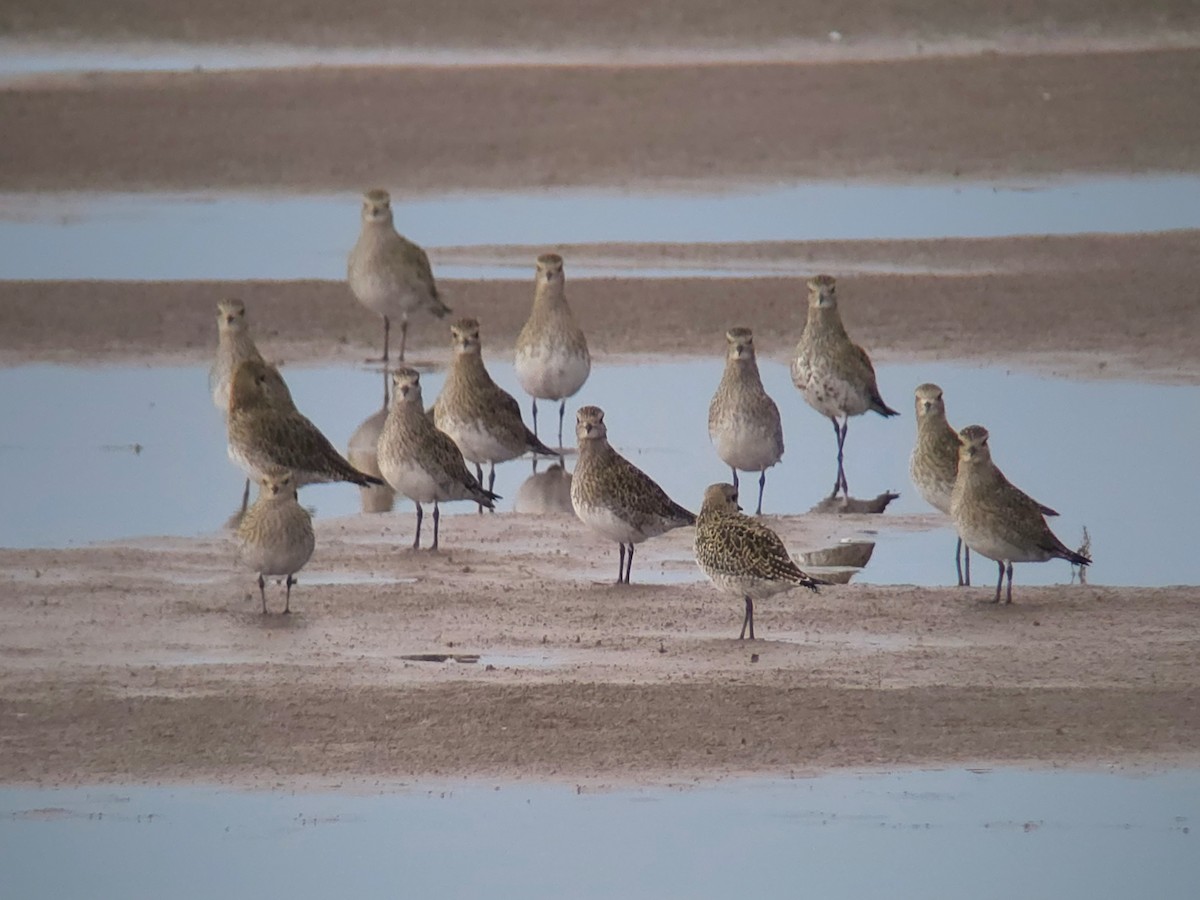 European Golden-Plover - ML643501164