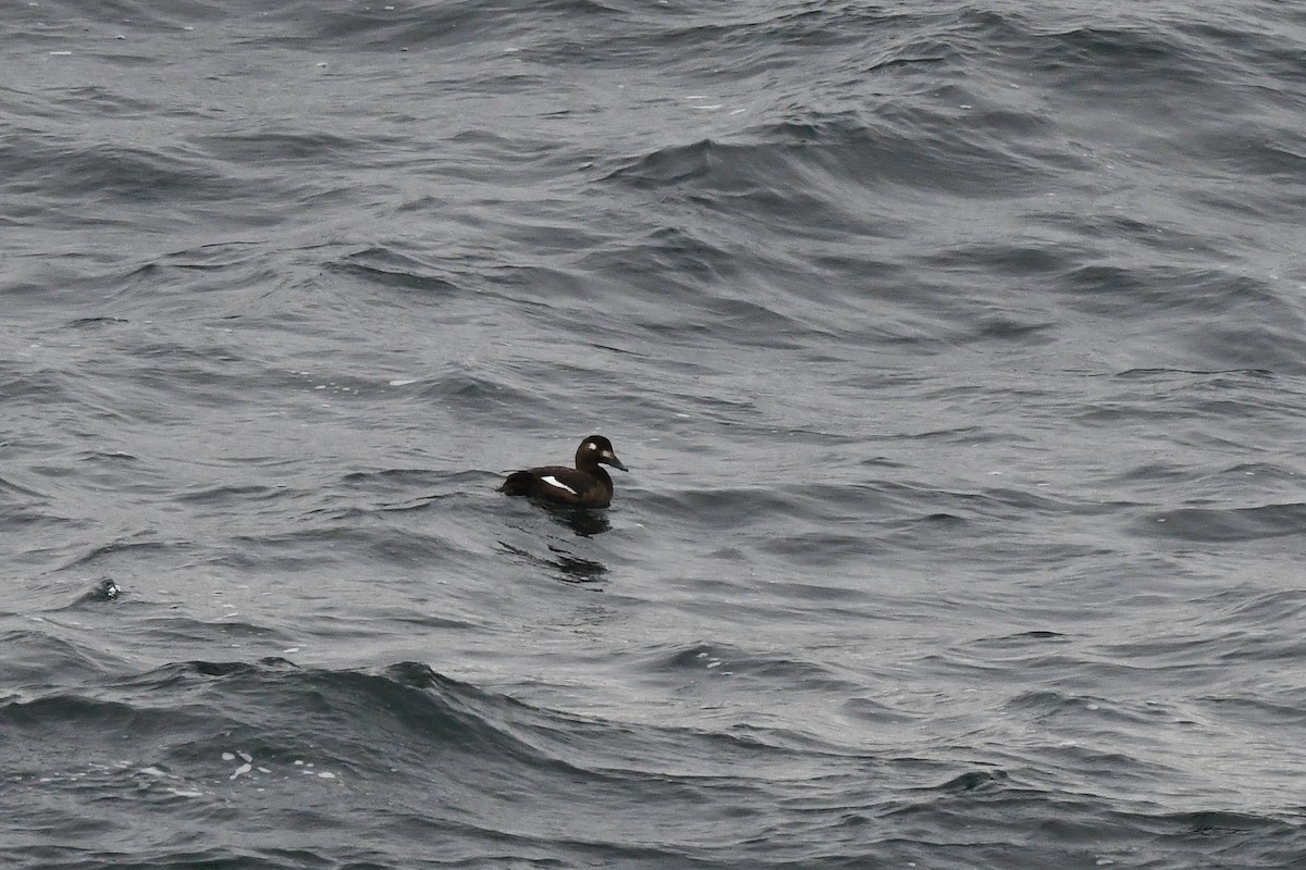 White-winged Scoter - ML643501168