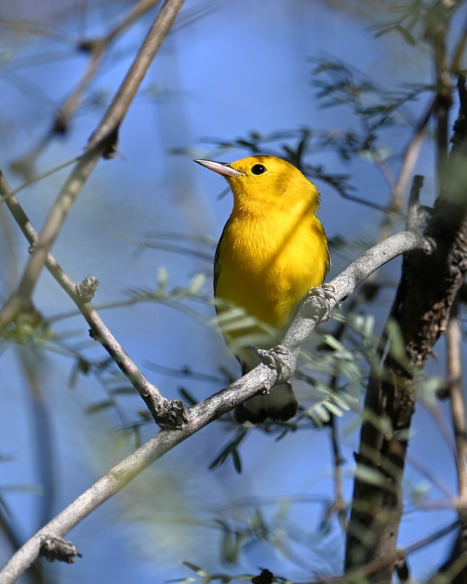 Prothonotary Warbler - ML643501187