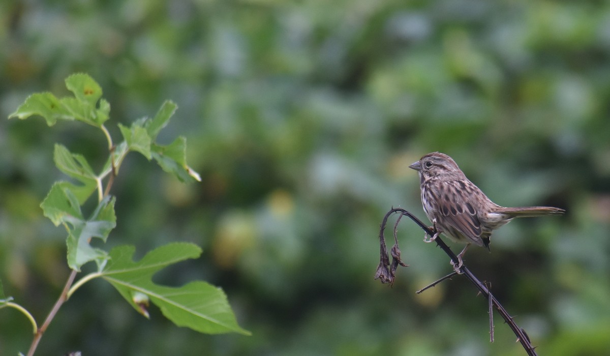 Song Sparrow - ML643501194