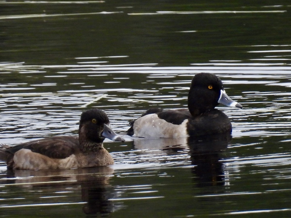 Ring-necked Duck - ML643501195