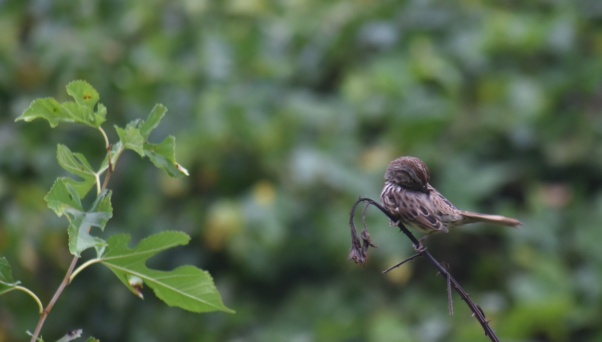 Song Sparrow - ML643501197