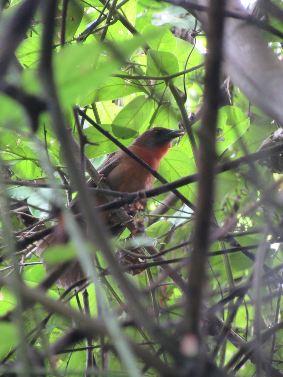 Red-throated Ant-Tanager - ML643501198