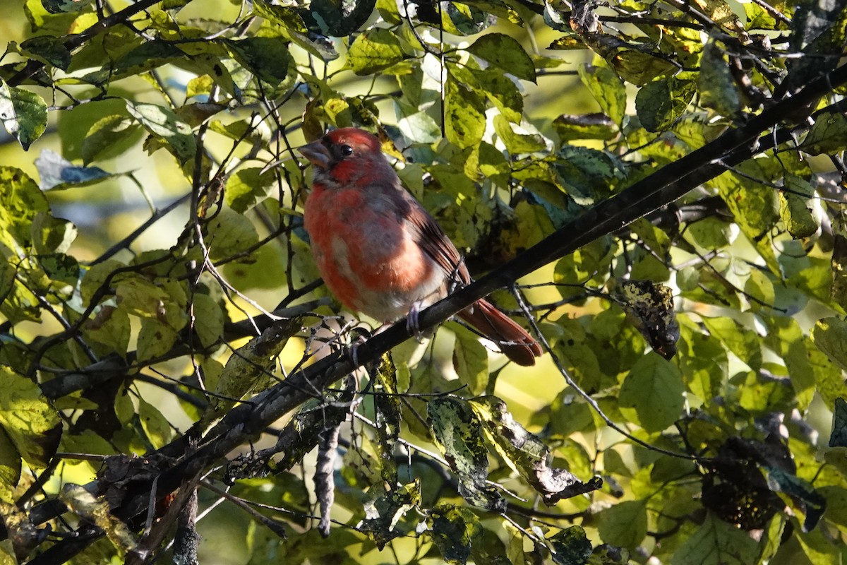 Northern Cardinal - ML643501205