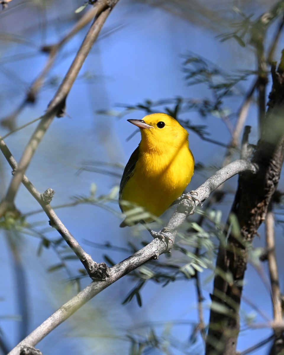 Prothonotary Warbler - ML643501213