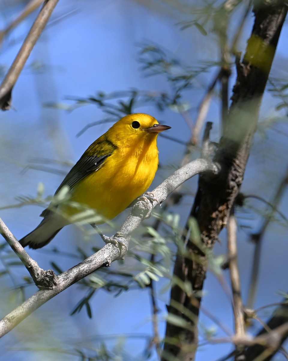 Prothonotary Warbler - ML643501226