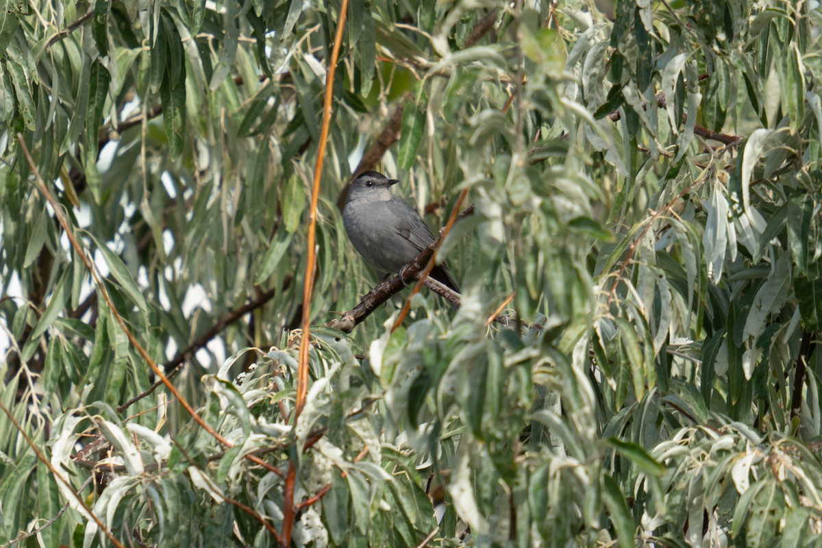 kattespottefugl - ML643501231