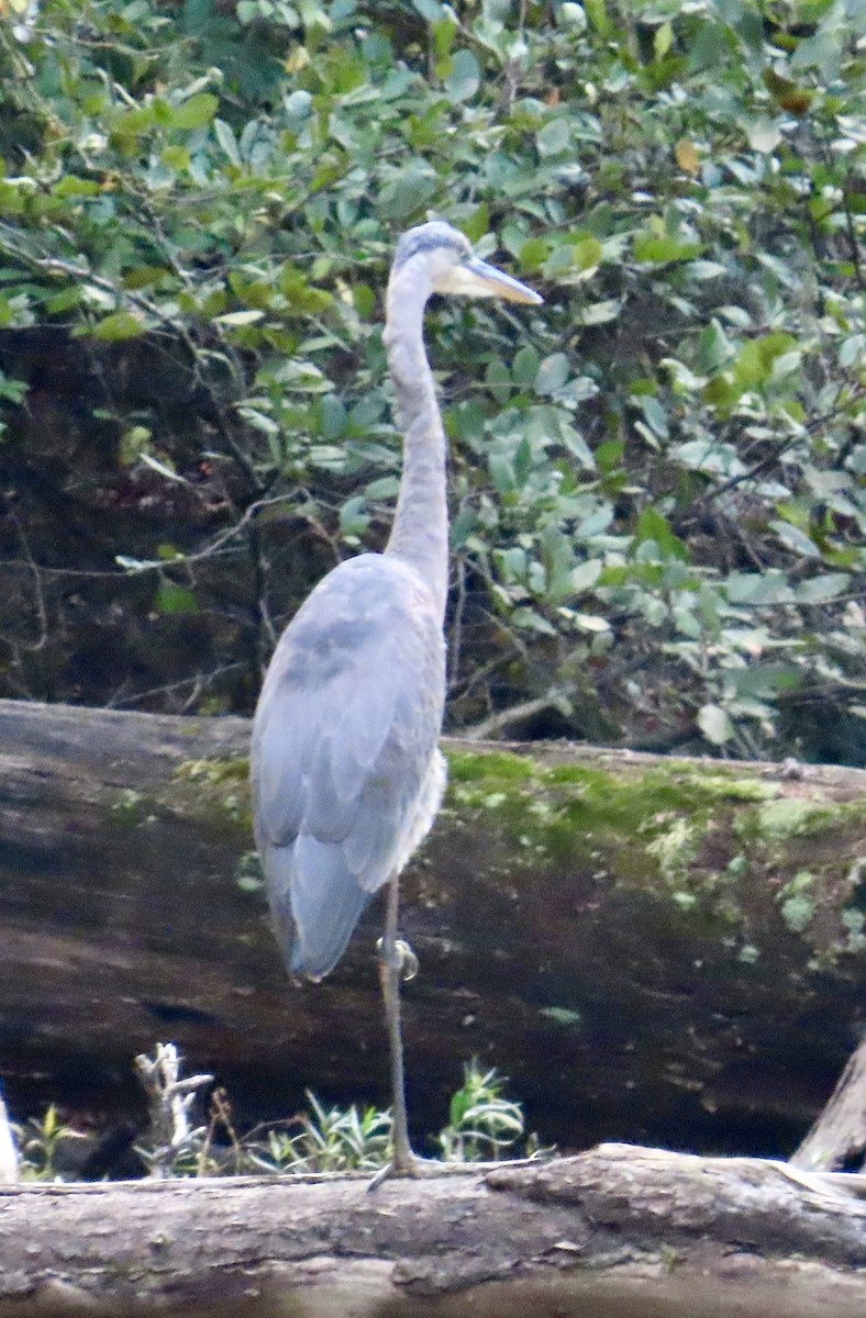 Garza Azulada - ML643501241