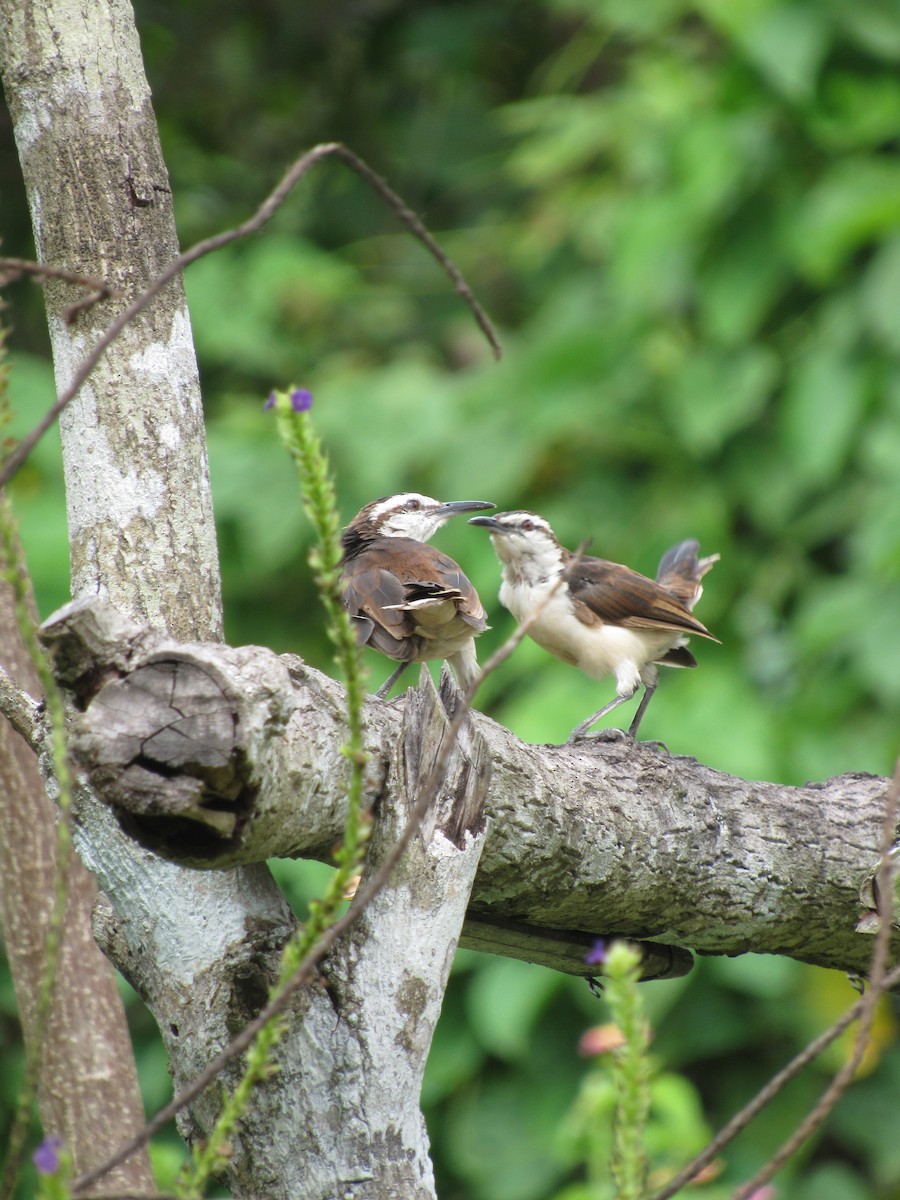 Bicolored Wren - ML643501245