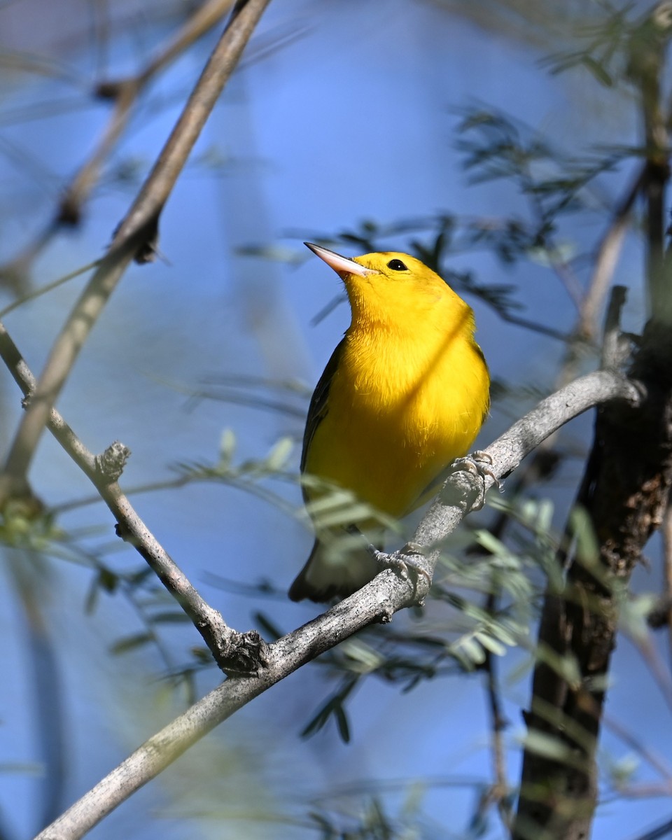 Prothonotary Warbler - ML643501247