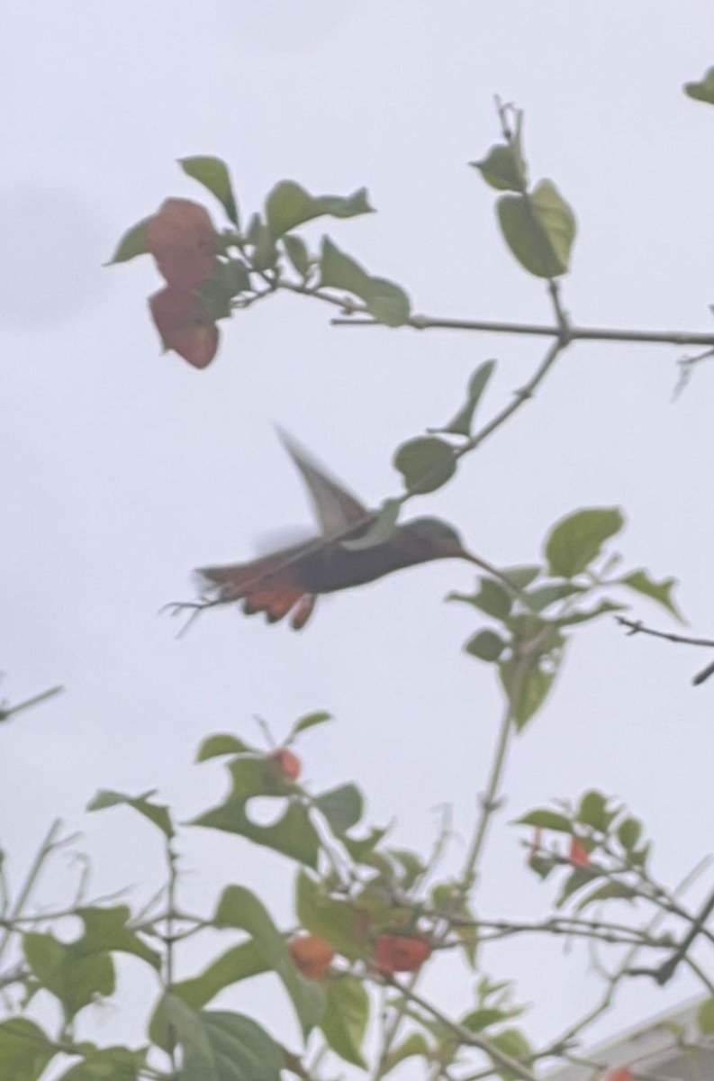 Cinnamon Hummingbird - ML643501259