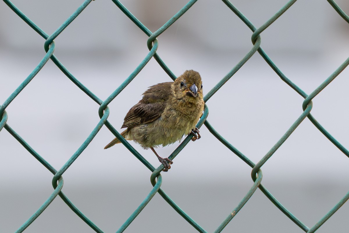 Variable Seedeater - ML643501273