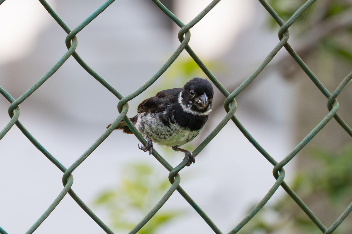 Variable Seedeater - ML643501274