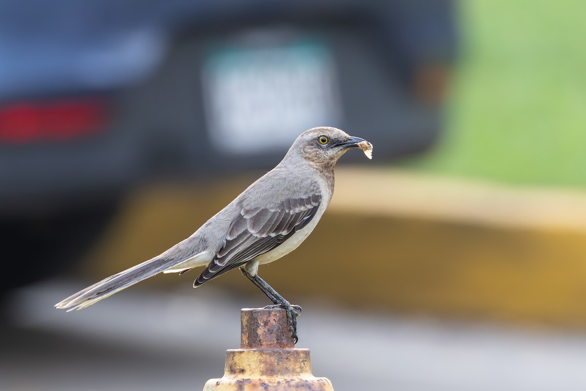 Tropical Mockingbird - ML643501277