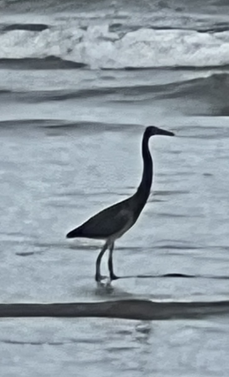 Tricolored Heron - ML643501279