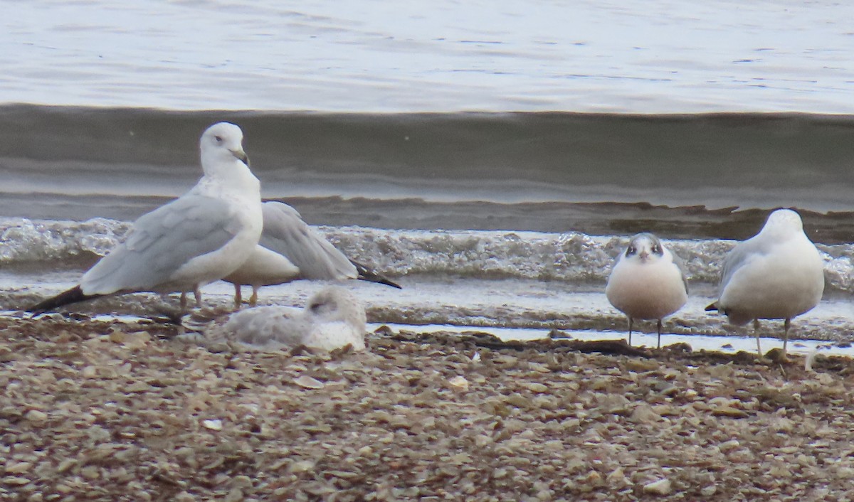 Franklin's Gull - ML643501281