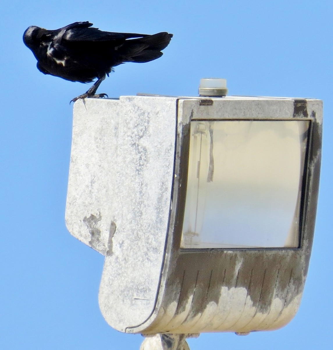 Corbeau à cou blanc - ML643501293
