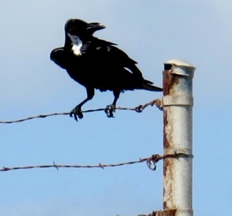 Corbeau à cou blanc - ML643501299