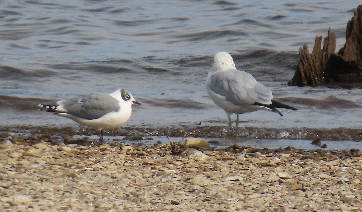 Franklin's Gull - ML643501307