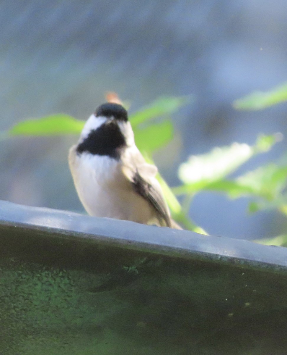 Carolina Chickadee - ML643501318