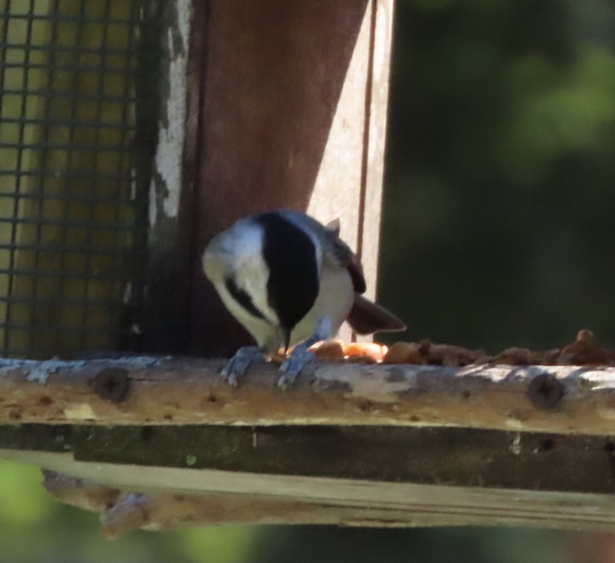 Carolina Chickadee - ML643501319
