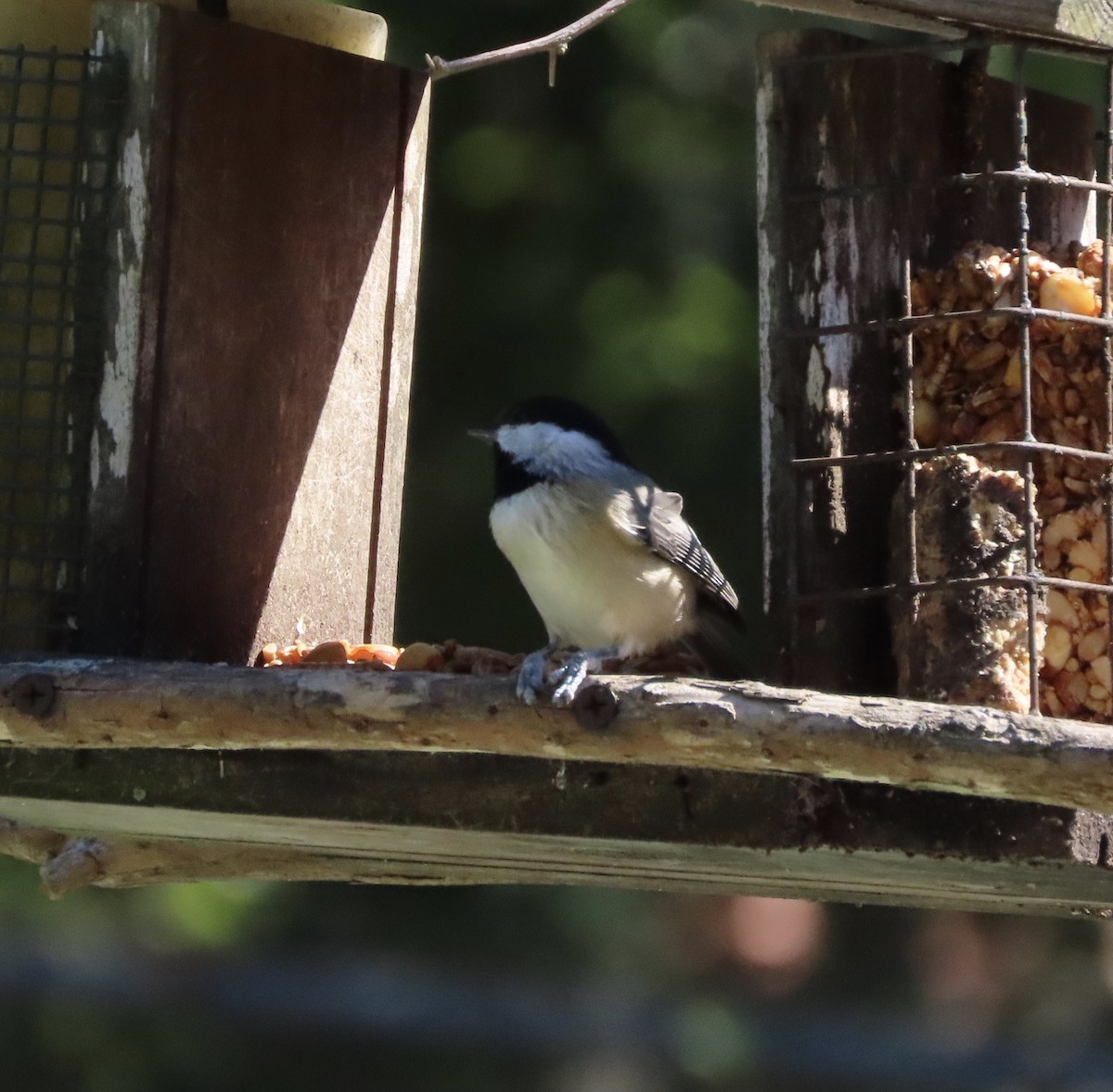 Carolina Chickadee - ML643501320