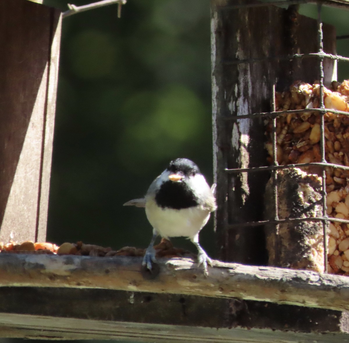 Carolina Chickadee - ML643501321