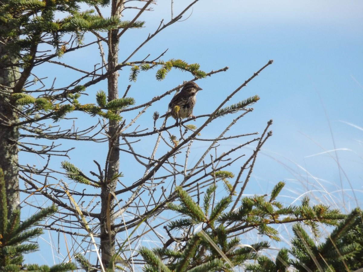 Song Sparrow - ML643501335