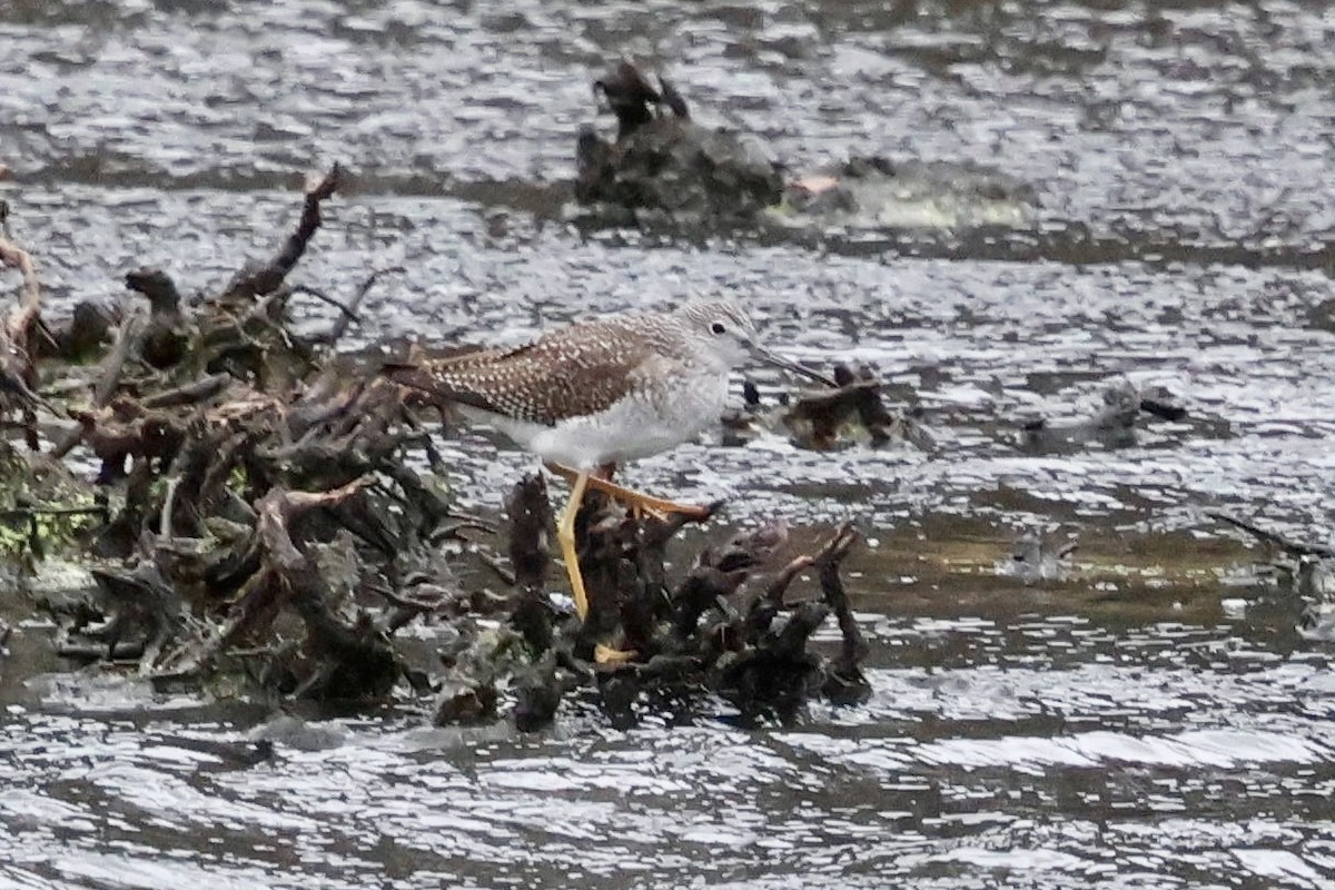 gulbeinsnipe - ML643501342
