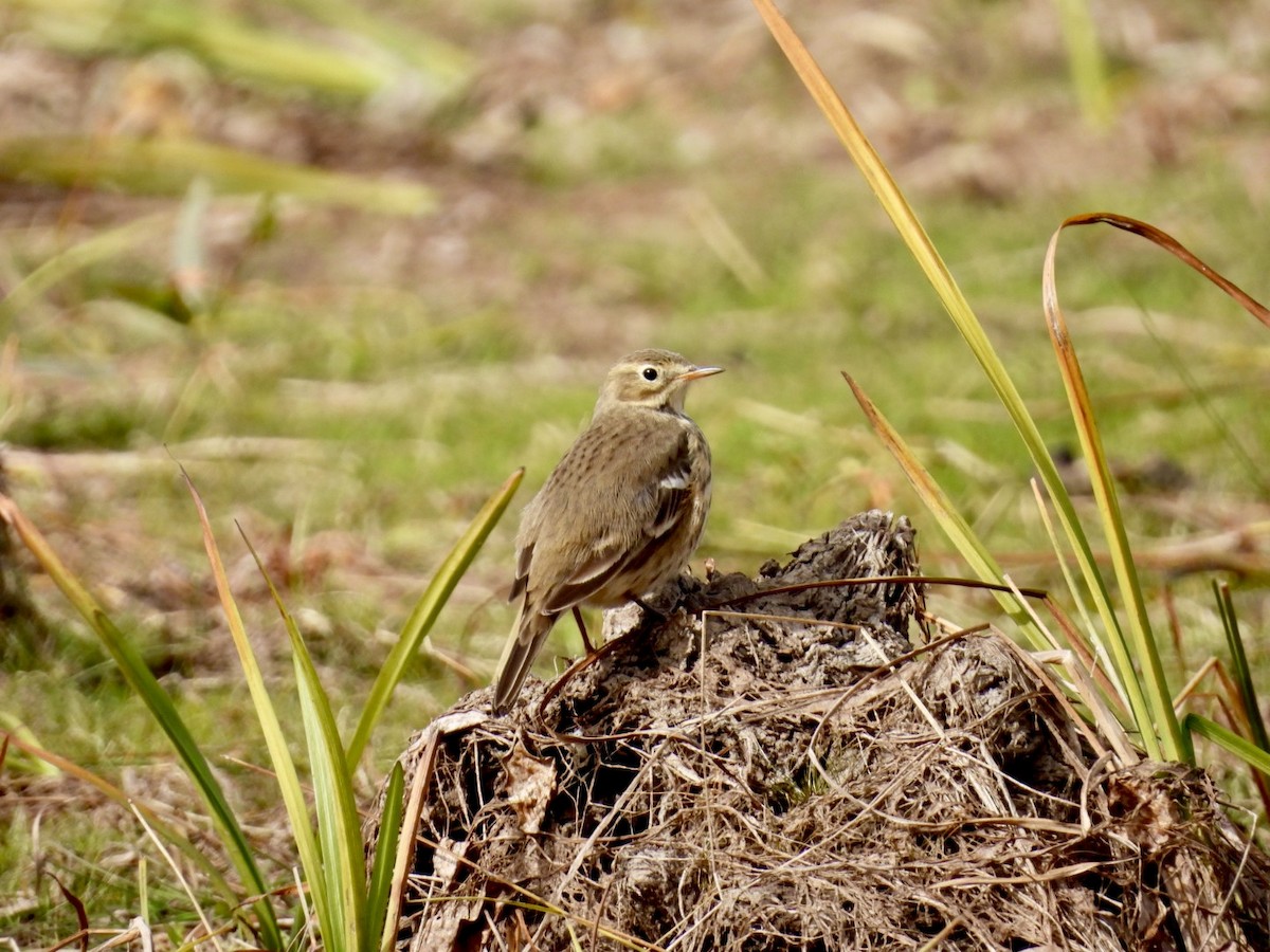 American Pipit - ML643501366