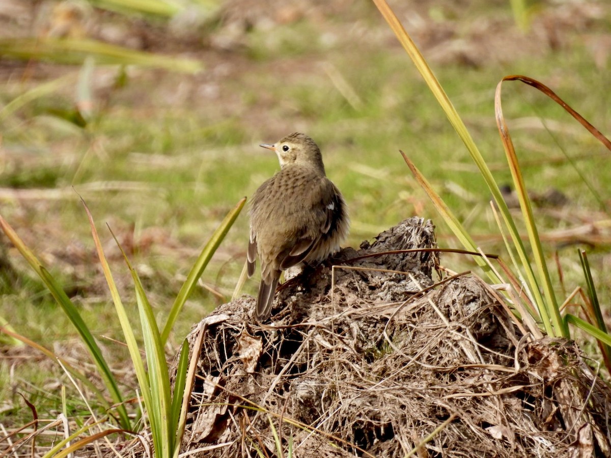 American Pipit - ML643501367