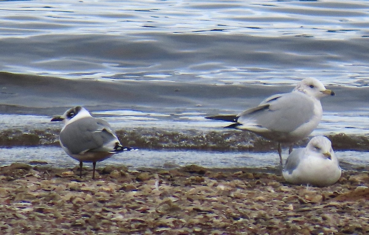 Franklin's Gull - ML643501388