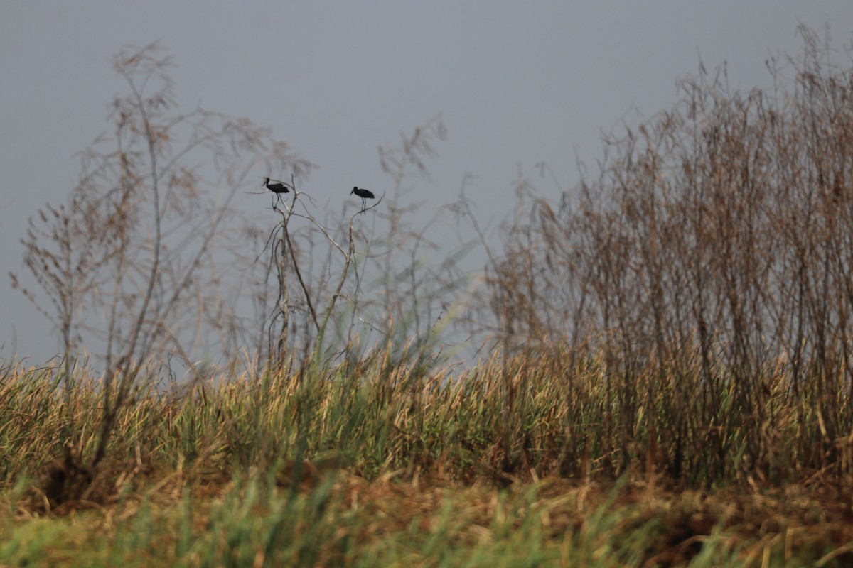 African Openbill - ML643501416