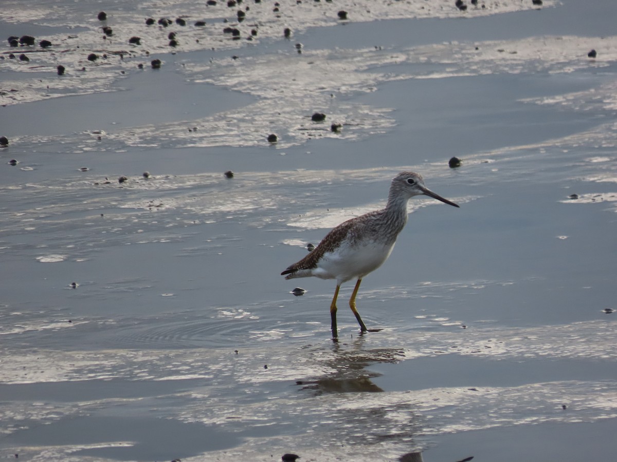 Greater Yellowlegs - ML643501435