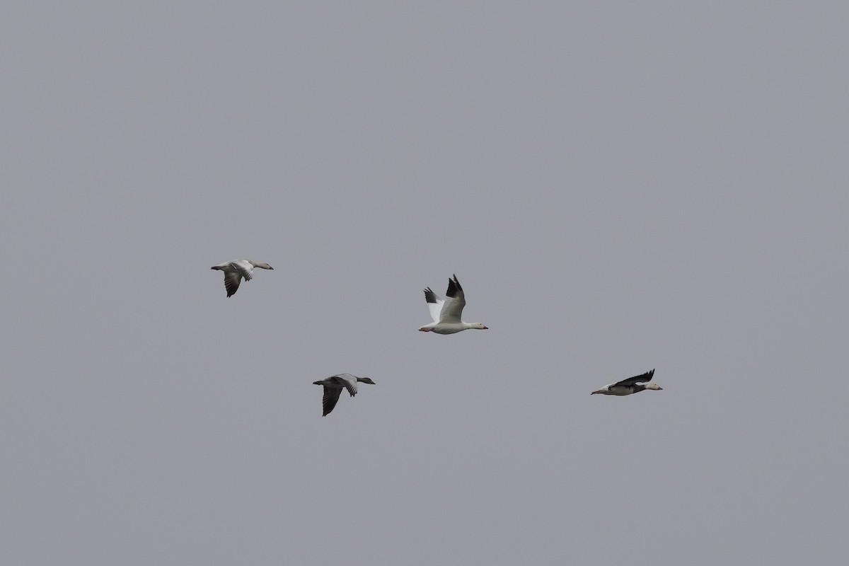 Snow Goose - ML643501443