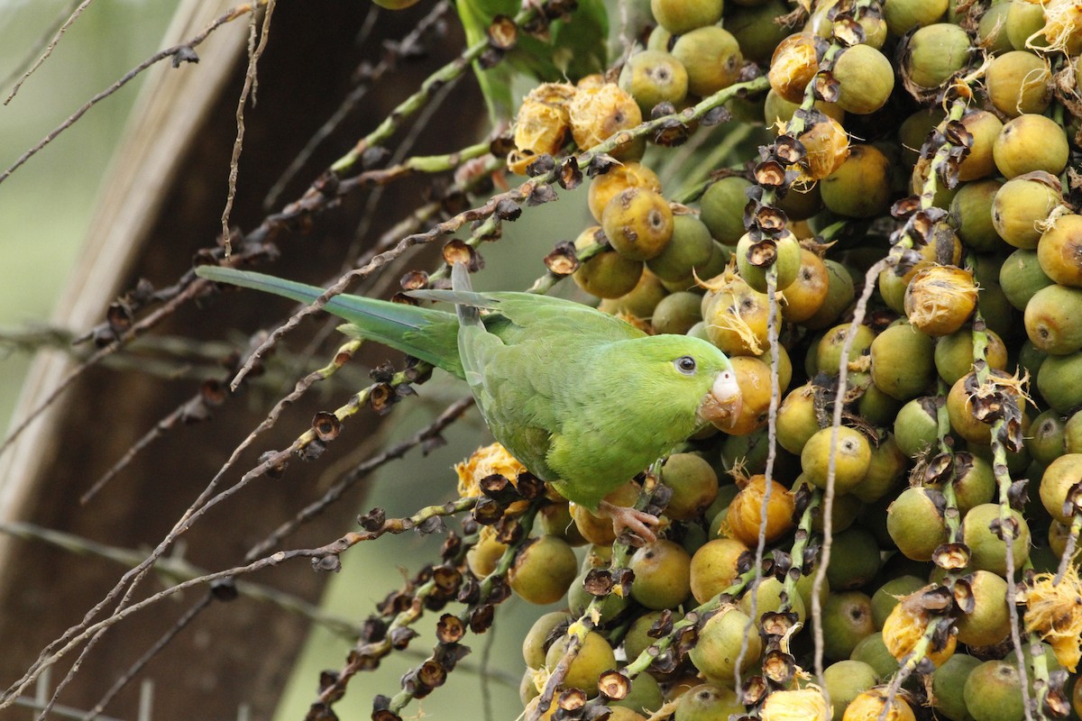 Plain Parakeet - ML643501456