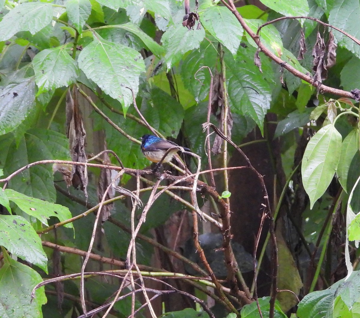 Variable Sunbird (Orange-chested) - ML643501469