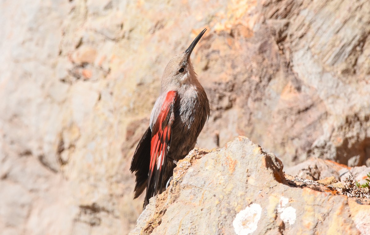 Wallcreeper - ML643501472