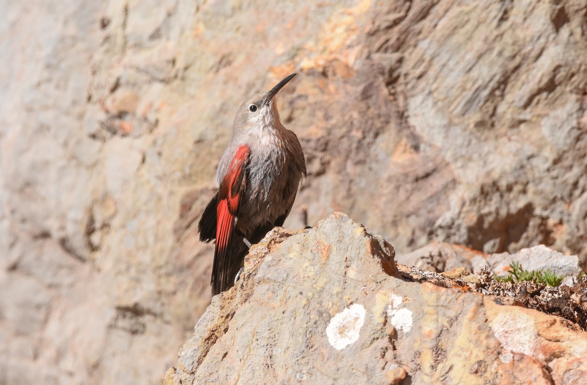 Wallcreeper - ML643501475