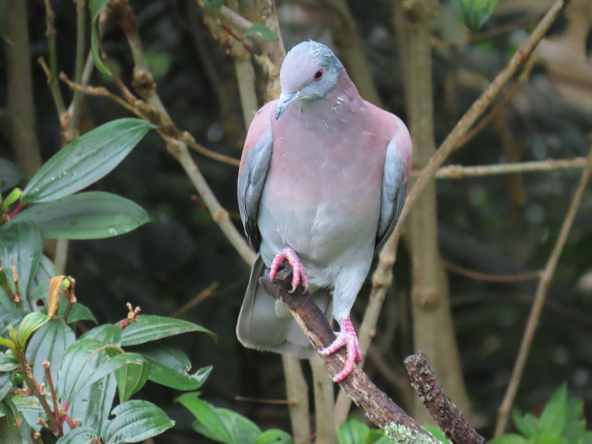 Pale-vented Pigeon - ML643501476
