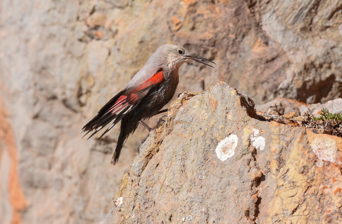 Wallcreeper - ML643501477