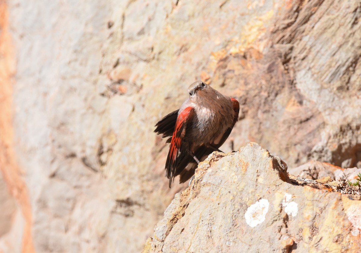Wallcreeper - ML643501478