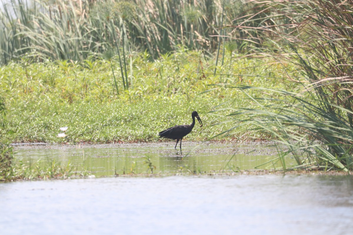 African Openbill - ML643501481