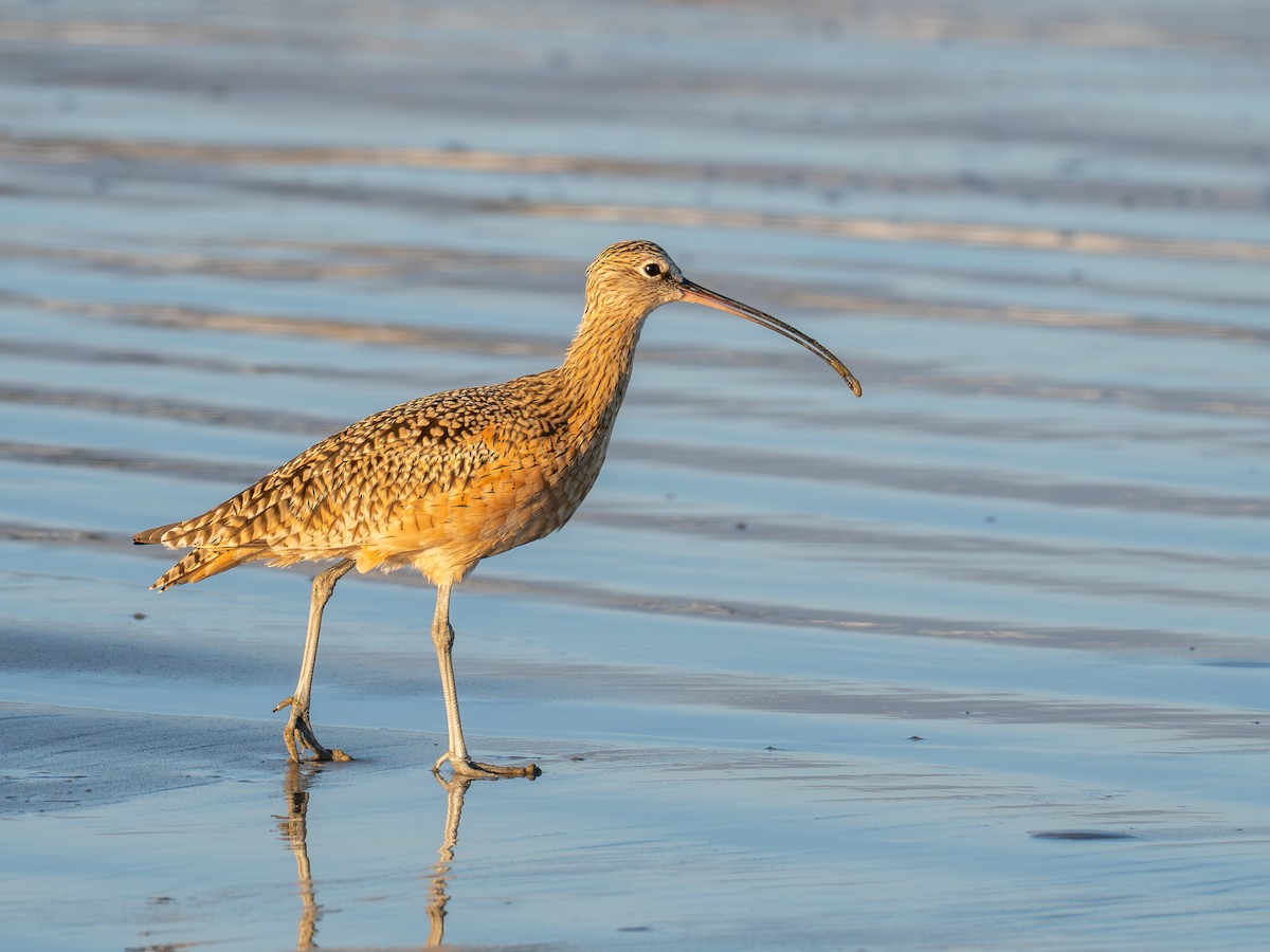 Long-billed Curlew - ML643501482