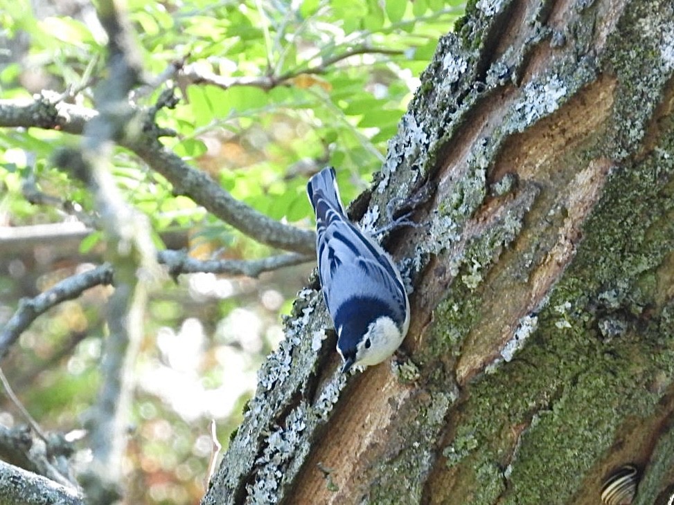 White-breasted Nuthatch - ML643501490