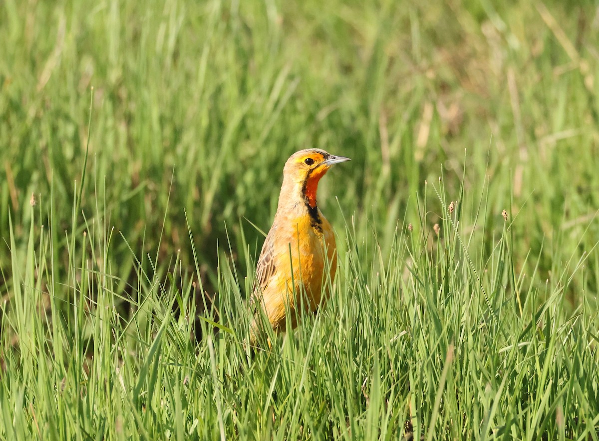 Капский шпорник - ML643501497