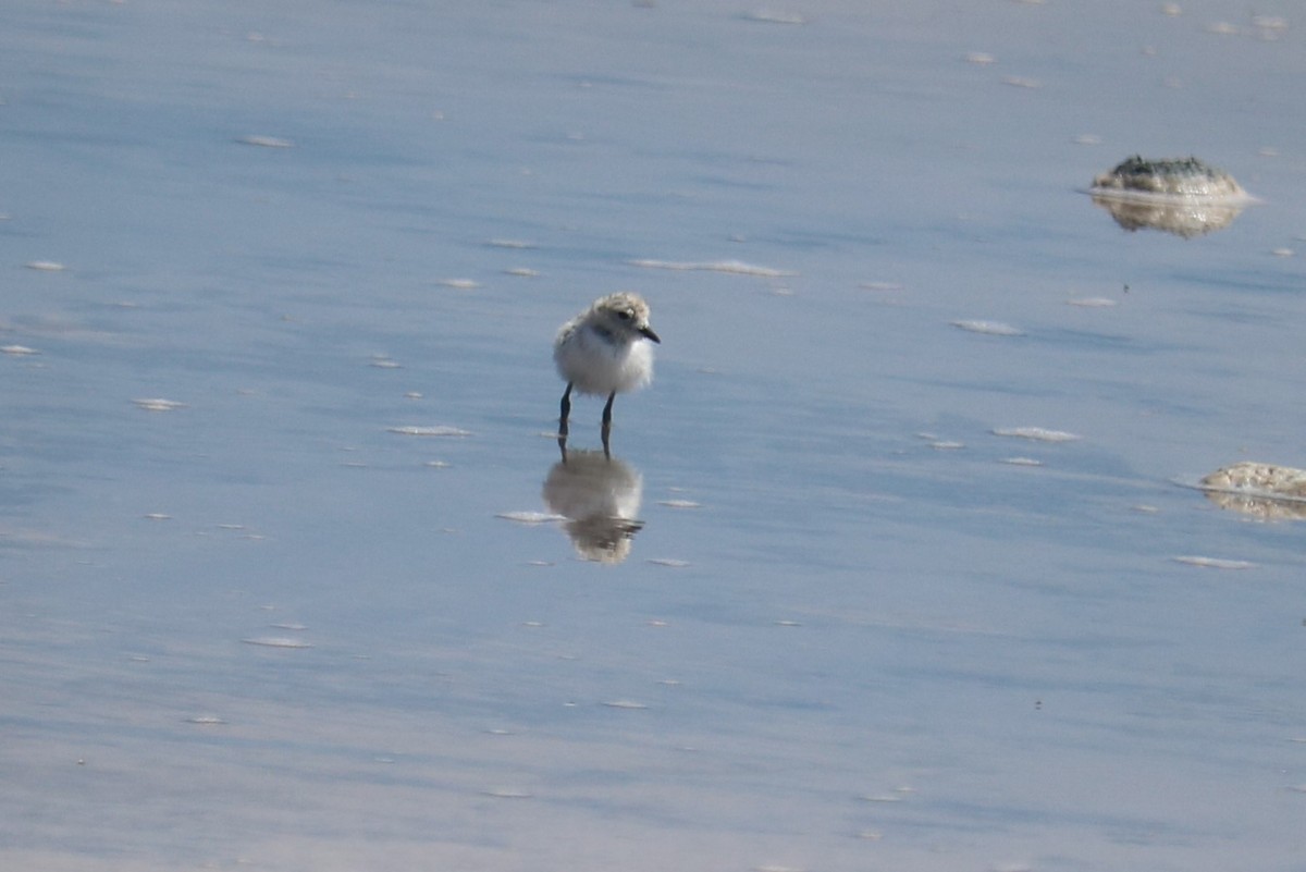 Puna Plover - ML643501498