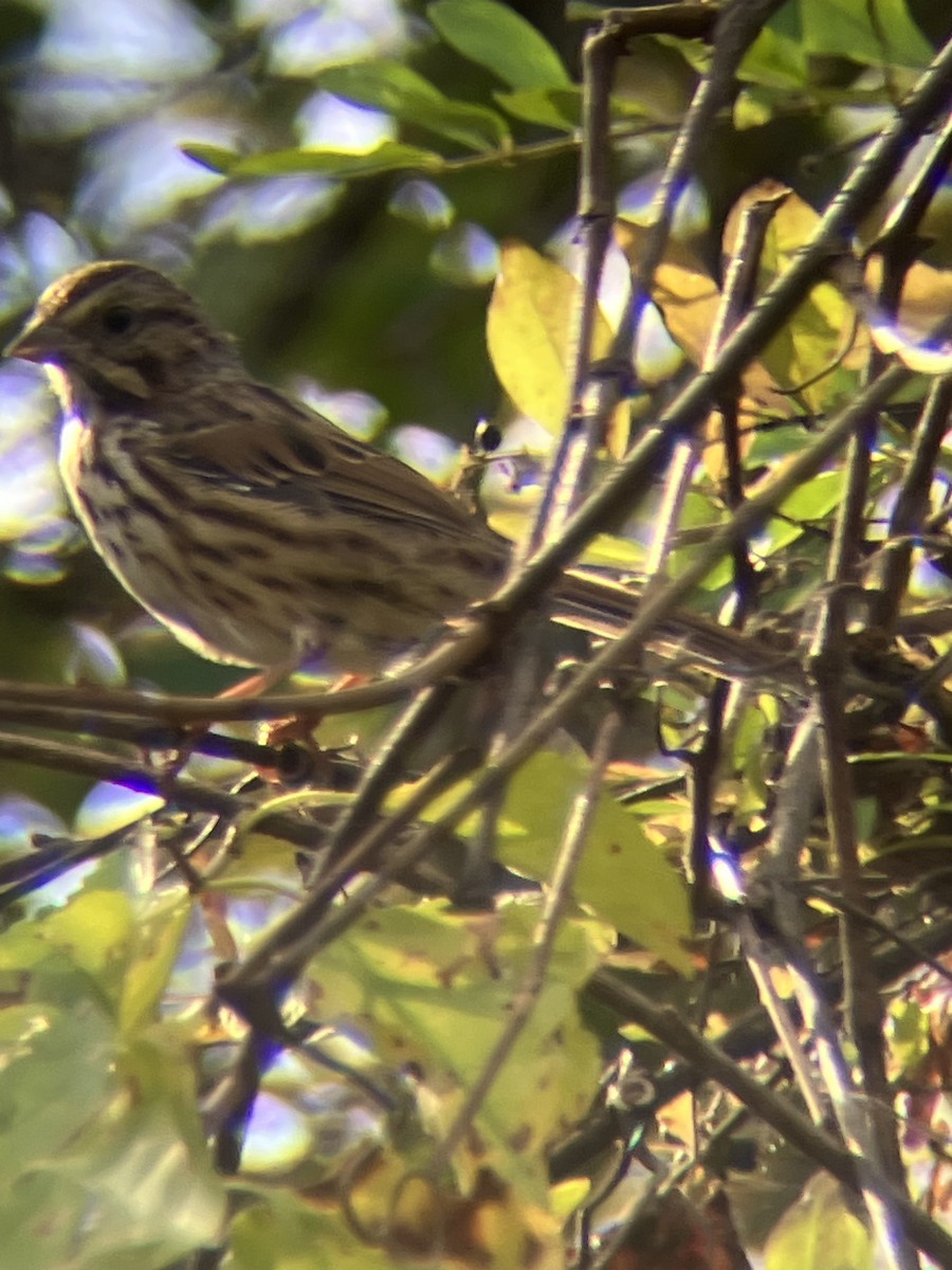 Song Sparrow - ML643501502